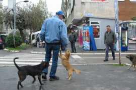 Na ulicama Gradiške povećan broj pasa lutalica