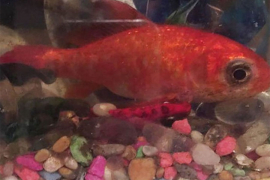 Za operaciju zlatne ribice izdvojili 230.000 evra (FOTO)