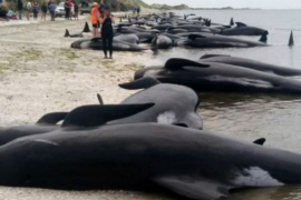 Novi Zeland: Nasukalo se 416 kitova, preko 300 preminulo (VIDEO)