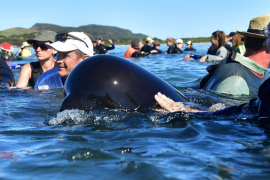Novi Zeland: Bitka za spasavanje 200 kitova (FOTO,VIDEO)