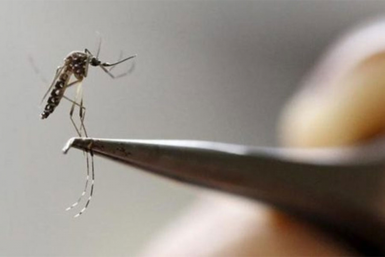 Epidemija žute groznice u Brazilu: Umrla najmanje 51 osoba