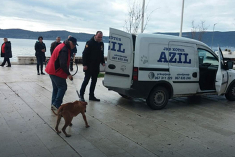 Pitbul napao majku i dvogodišnje dijete, pa rastrgao pudlicu (Uznemirujući prizor)