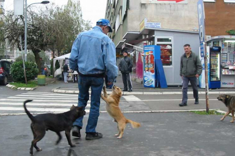 Na ulicama Gradiške povećan broj pasa lutalica