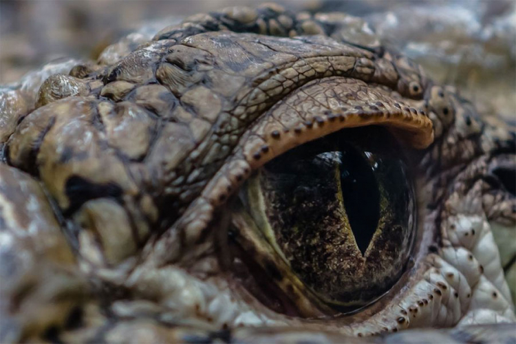 Krokodil progutao cijelu zebru (VIDEO)