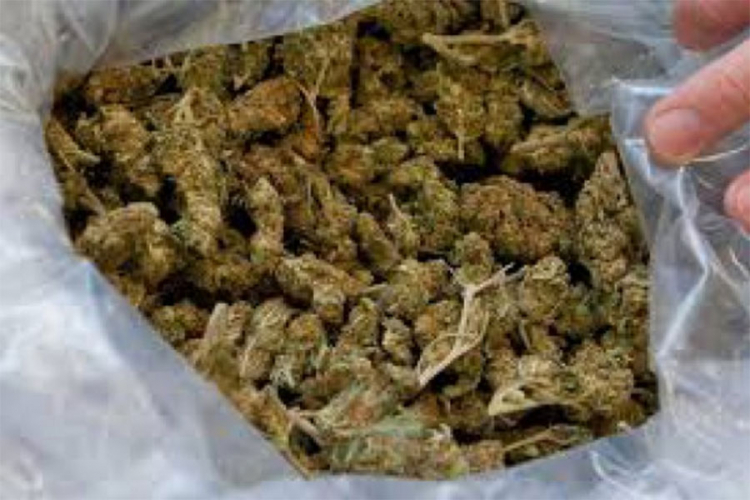 Zaplijenjena marihuana vrijednosti oko 38.000 evra