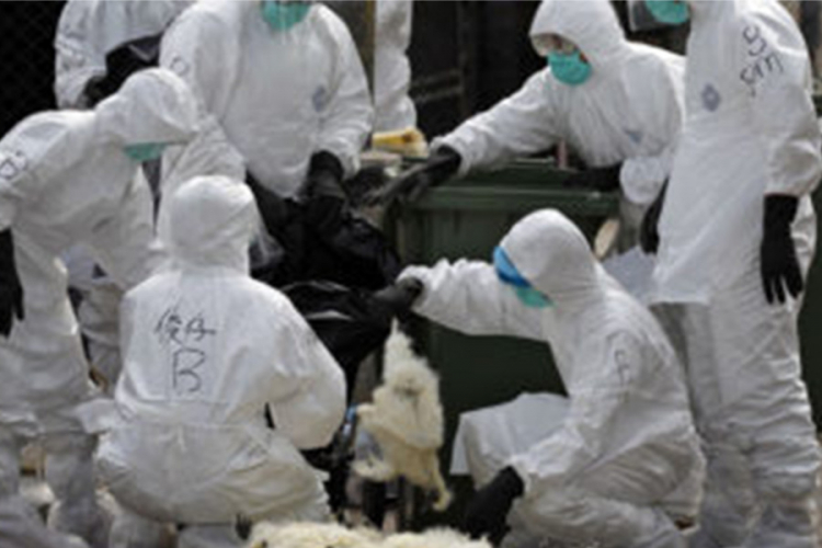 Otkriveni virus u Prijedoru nije  prenosiv na ljude