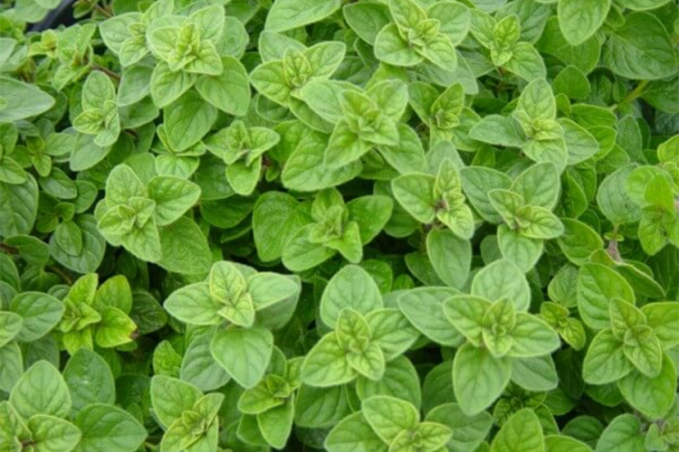 Origano - najefikasniji prirodni antibiotik koji poznaje nauka