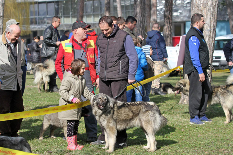 120 šarplaninaca na jednom mjestu