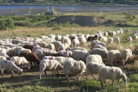 Drama u Modriči: Čobani spaseni od nabujale Bosne, u toku izvlačenje ...