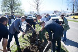 Zasađeno 30 novih platana u Banjaluci