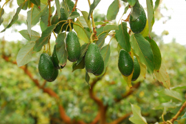 Ljekovito bilje: Avokado