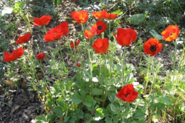 Ukrasno bilje: Ranunkulus 