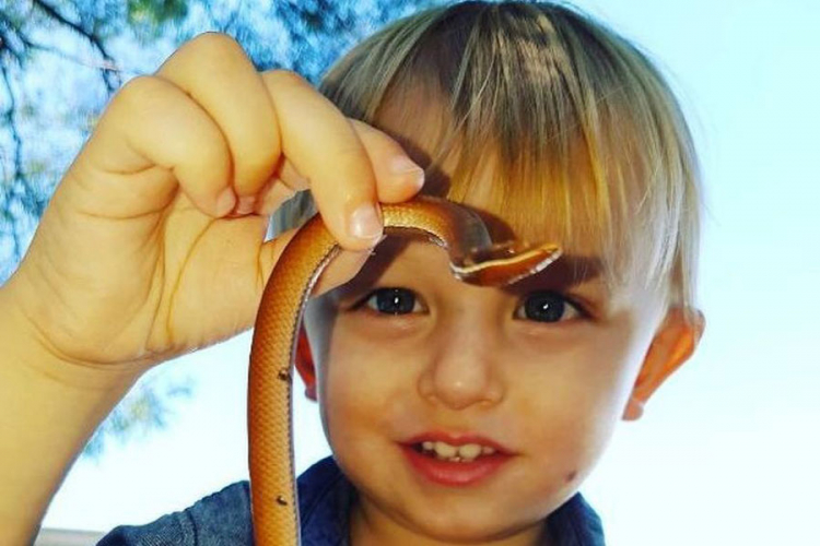Australijski dvogodišnjak lovac na zmije