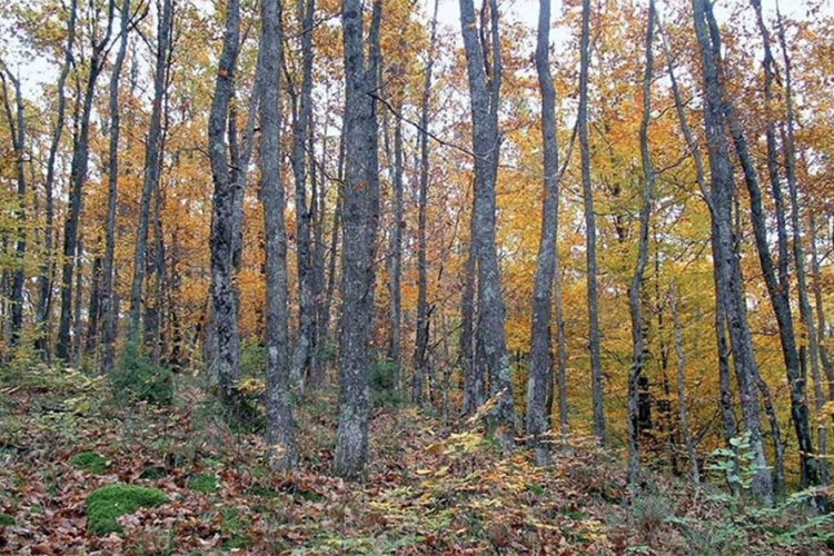Povećava se stepen sušenja šuma