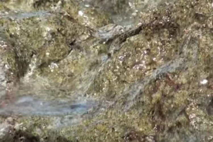 Evolucija uživo - ribe koje beže iz vode