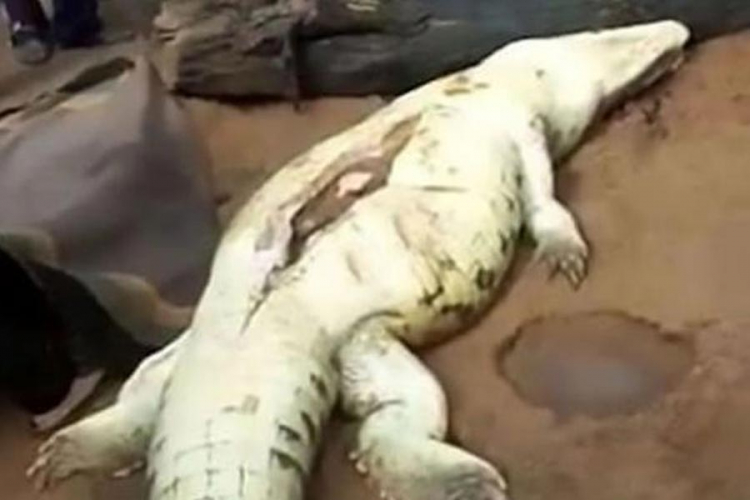 Osmogodišnjeg dječaka pojeo krokodil