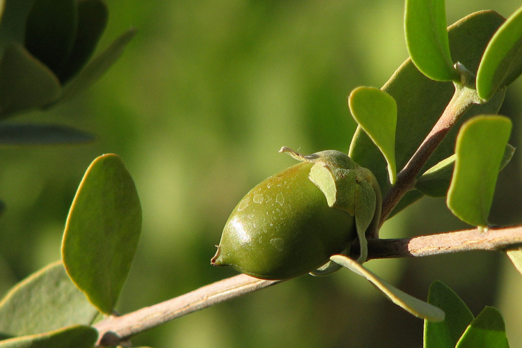 Ljekovito bilje: Jojoba