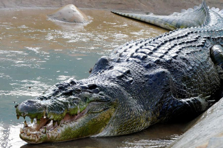 Tri puta otela muža od krokodila za nekoliko minuta