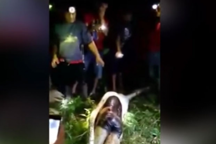 Ogromni piton od 7 metara progutao mladića u Indoneziji