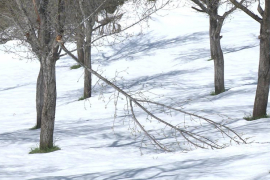 Snijeg i niske temeprature uništili voćnjake u Stričićima
