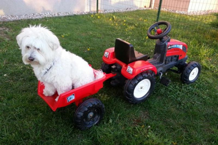 Petogodišnjak htio da sipa gorivo u traktor na pedale