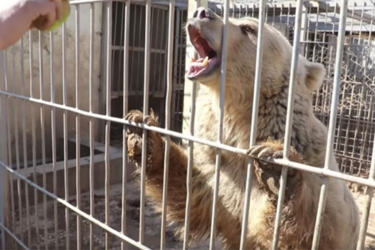 Meda i lav jedini preživjeli iz zoo vrta u Mosulu