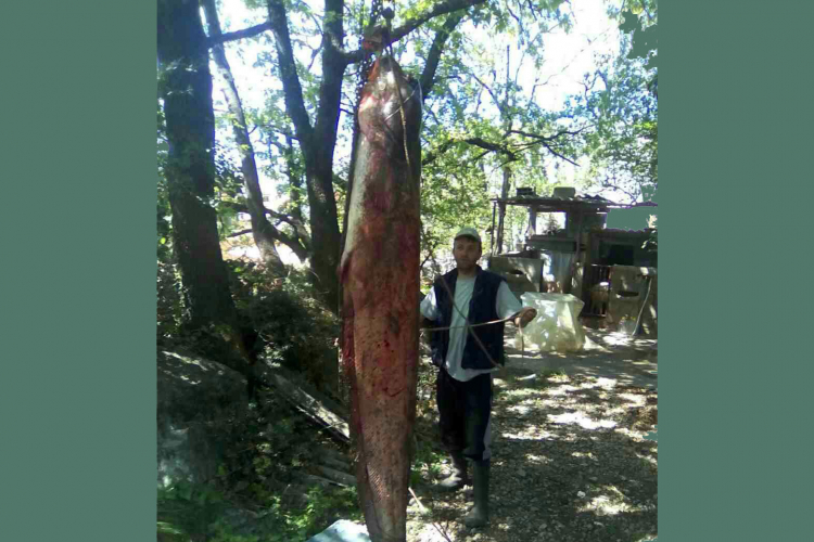 Upecali soma od 95 kilograma
