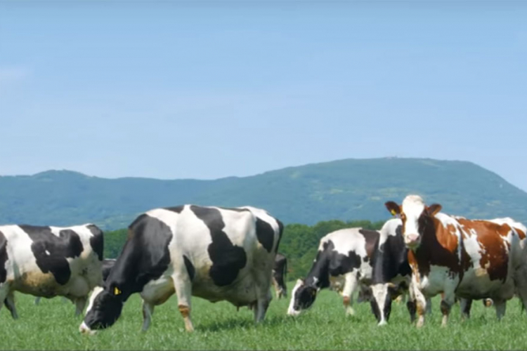 Mlijekoprodukt – 20 godina uspjeha