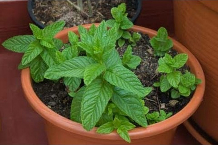 Uz pomoć mente otjerajte insekte iz vašeg doma