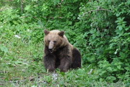 Drvosječe napala mečka, spasila ih motorna testera