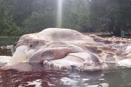 Otkriveno šta je džinovsko čudovište pronađeno na plaži