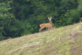 Otvorena sezona lova na srndaća u Foči za 2014 godinu