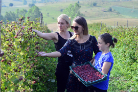 Malinari prizivaju prošlogodišnje cijene 