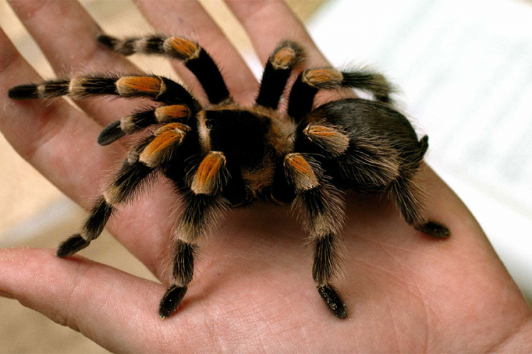 Žena živi sa 1.500 tarantula