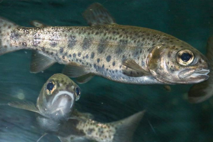 Uništavanje bogatog ribljeg fonda u Banjaluci: Mladicu love i ronioci s puškama