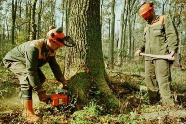 Muškarac poginuo prilikom sječe drva, drugi povrijeđen