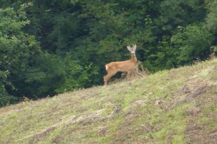 Otvorena sezona lova na srndaća u Foči za 2014 godinu