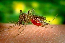 11 prirodnih načina da se izborite sa insektima