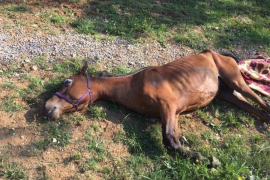 Provaljeno na imanje Amira Zukića: Njegovog konja usmrtili tupim ...