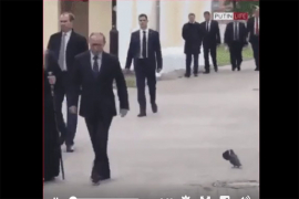 Snimak goluba koji salutira Putinu zapalio internet