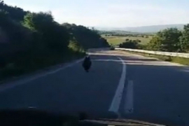 Kod Glamoča snimili medvjeda na cesti
