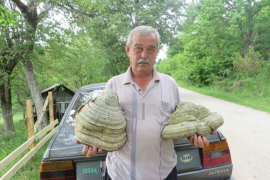 Pčelar iz Rogatice ubrao gljivu tešku devet kilograma