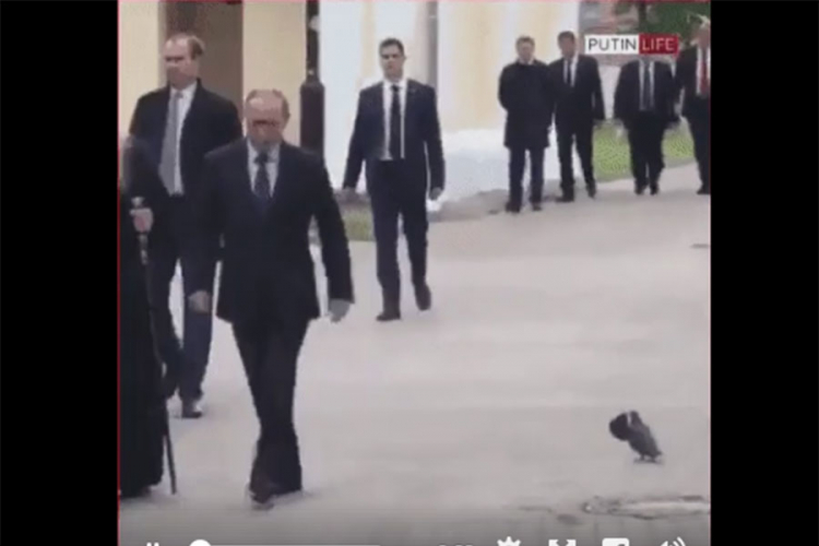 Snimak goluba koji salutira Putinu zapalio internet