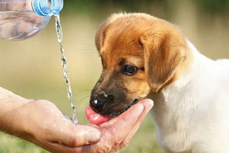 Pet savjeta za brigu o ljubimcima tokom ljetnjih vrućina

