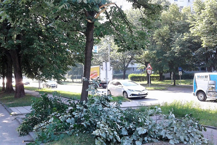 Van­da­li po­lo­mi­li gra­ne drve­ća u Boriku