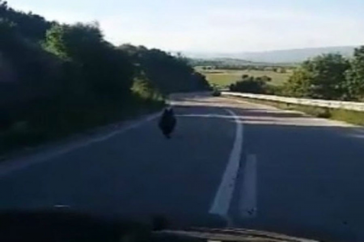 Kod Glamoča snimili medvjeda na cesti