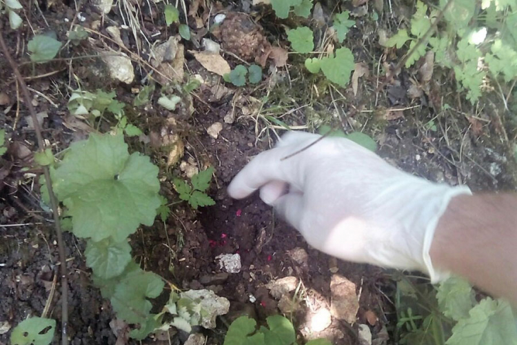 Obavljena deratizacija zbog glodara na Banj Brdu i Trešnjiku