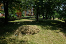 Zbog brzog rasta trave proglašena prirodna nepogoda u sarajevskoj ...