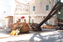 Kako su nestale stare lipe iz centra Trebinja?