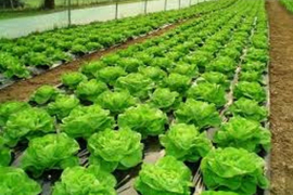 Zelena salata - nepresušan izvor vitamina i minerala